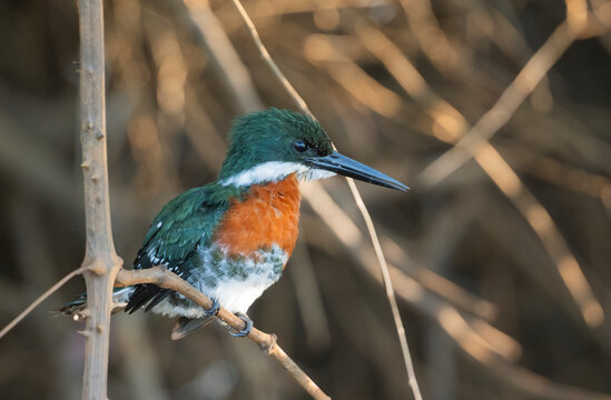 Green Kingfisher Perched On A Twig  