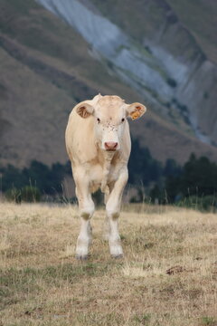G&eacute;nisse dans les p&acirc;tures de Piau-Engaly, commune d'Aragnouet, vall&eacute;e d'Aure dans les Pyr&eacute;n&eacute;es (Occitanie, Hautes-Pyr&eacute;n&eacute;es, France)