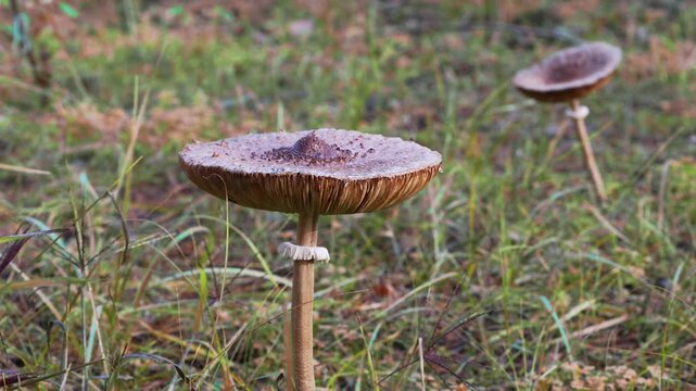 Wild Flat-Capped Forest Mushroom Growing Among Dry Autumn Meadow Grass