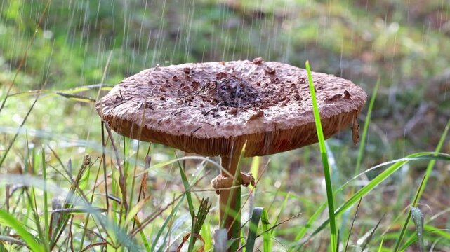 Wild Forest Mushroom Cap Standing In Gentle Falling Rain Outdoors