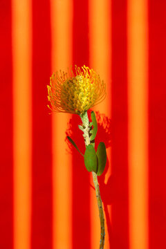 Flower power:spiky exotic tropical flower with stripe shadow sunlight