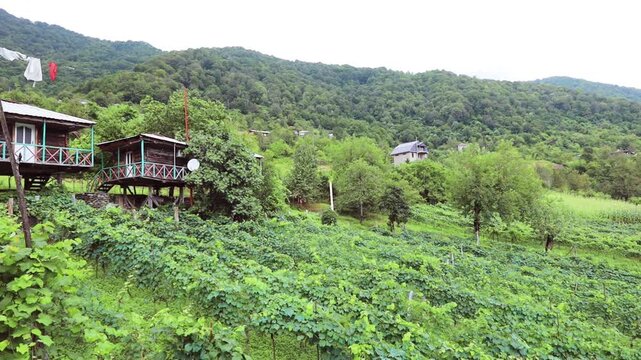 Beautiful vinery afrm in Georgia, mountain hills with vines and the small house in Adjaria area of Georgia