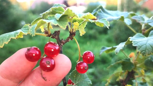 Red currants on a branch with green leaves