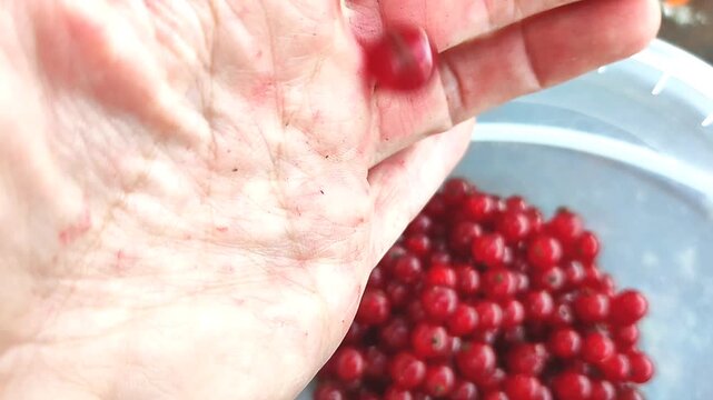 Hand holding a small bunch of red currants with a blurred bowl of berries in the background