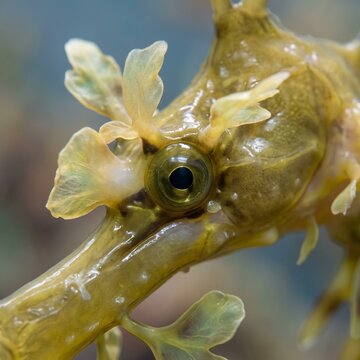 Extreme macro lateral portrait of a leafy seadragon head