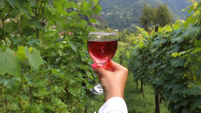 Glass with rose wine in woman's hand with green vines backgroung in Georgian wine farm