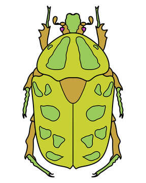 yellow insect vector illustration