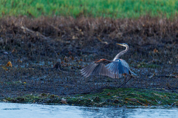 Naklejka premium great blue heron