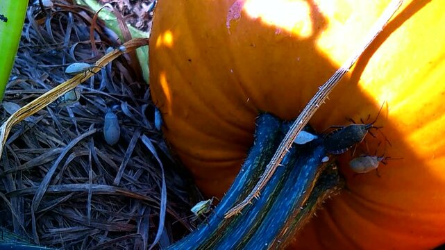 Squash bugs in a Garden on a Fall Pumpkin and Vines