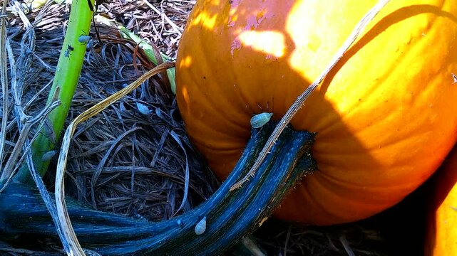Squash bugs Crawling on a Fall Pumpkin and Vines