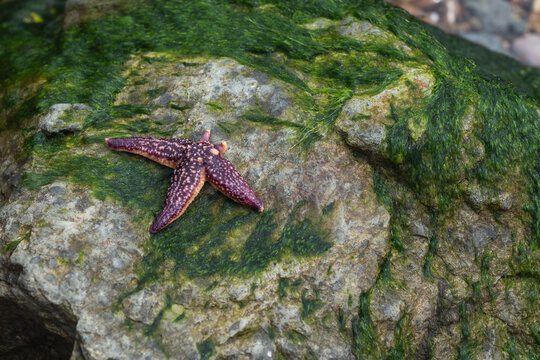 Purple starfish on green algae covered coastal rock at low tide on Tokorevsky cape.