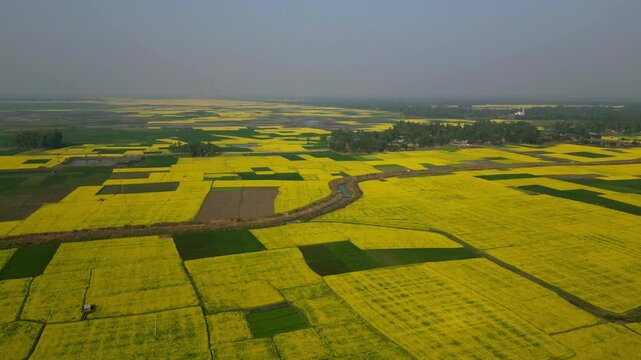 Mustard Field, Chalan Bil, Bangladesh