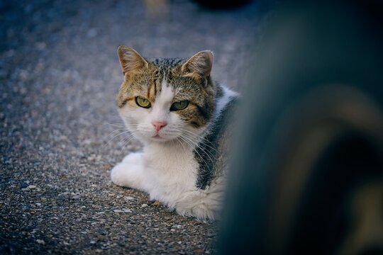 Shy Domestic cat hiding under a parked car at the roadside. Horizontal image. 	