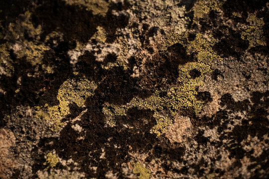 moss on the stone in scandinavia