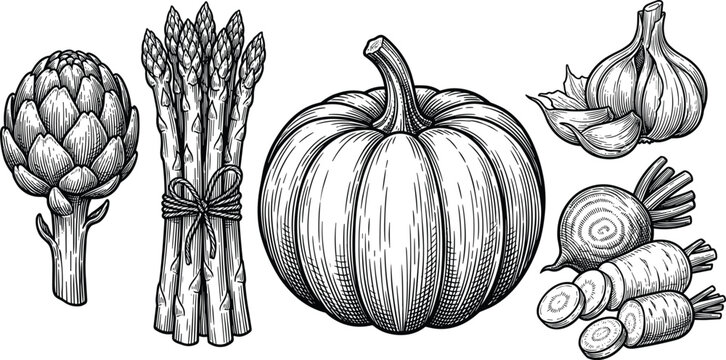 Vintage hand drawn harvest vegetables vector illustration collection featuring big pumpkin artichoke asparagus bundle garlic and carrots