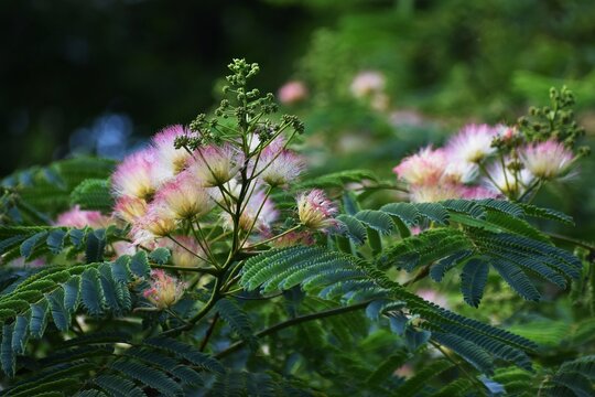 Branches with flowers of Albizia julibrissin, Persian silk or Pink silk tree.