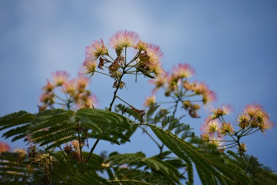 Branches with flowers of Albizia julibrissin, Persian silk or Pink silk tree.