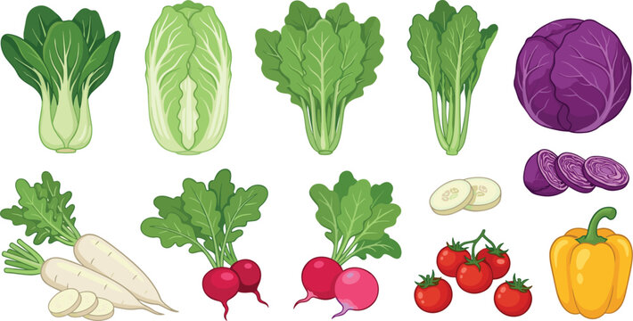 Hand drawn fresh healthy vegetables vector set with bok choy cabbage radish tomato and bell pepper on white background