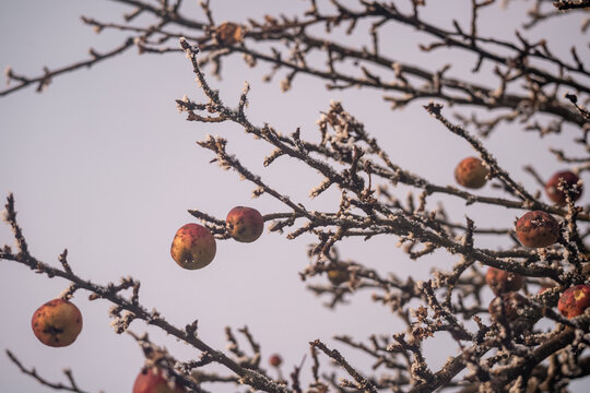 frozen branch of a tree with red apples in winter