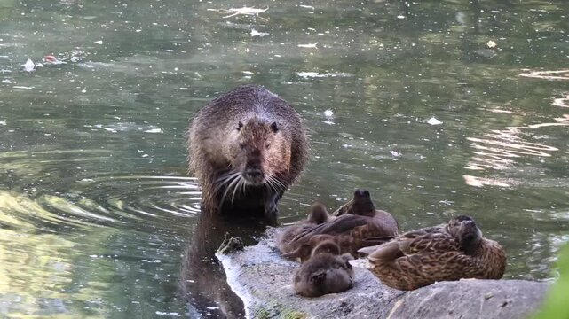 Coypu cleaning fur in a river beside duck. Cute nutria grooming in a water near ducks family.