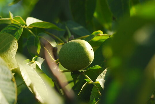 Green walnuts growing
