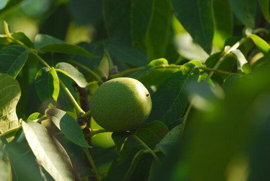 Green walnuts growing
