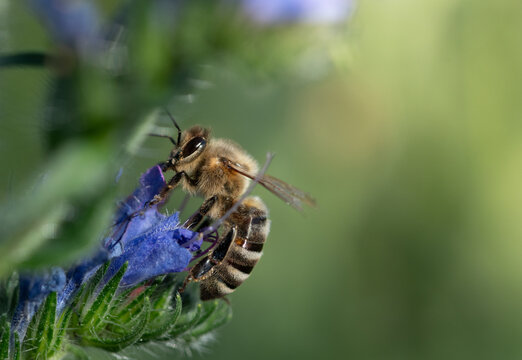 A honeybee is perched on a blue wildflower, searching for pollen. Sunlight in the background shines on the bee.