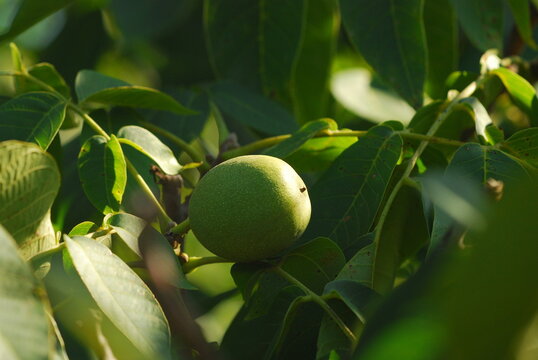 Green walnuts growing