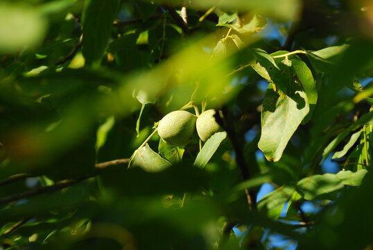 Green walnuts growing 

