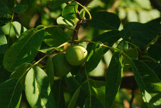 Green walnuts growing
