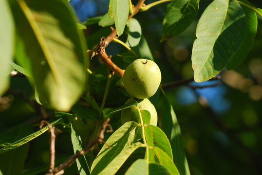 Green walnuts growing
