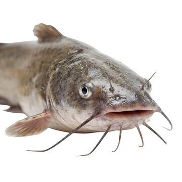 A close up view of a brown catfish showing its whiskers and textured skin in clear detail