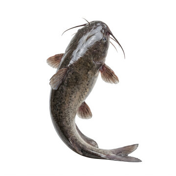 A single brown catfish swimming in water with its whiskers showing for a clear detailed nature view