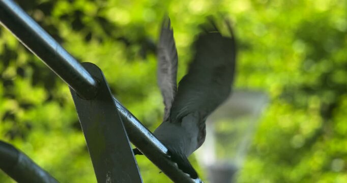 Pigeon bird perched on railing takes off flying beating wings soft focus green leaves background