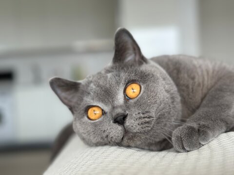 British shorthair cat