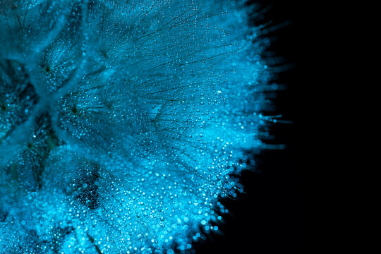 Extreme macro abstract close-up of cyan dandelion seeds with water drops for digital wallpaper, modern background design, and textile pattern texture