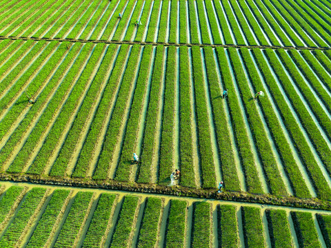 Farmers tend rows of shallot crops in a lush field, viewed from above.