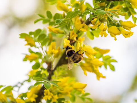 A bee collects nectar on a yellow acacia. Acacia tree branch with green leaves and yellow flowers.