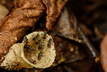 Naklejka premium trumpet shaped stingless bee nest entrance with tiny bees in tropical forest