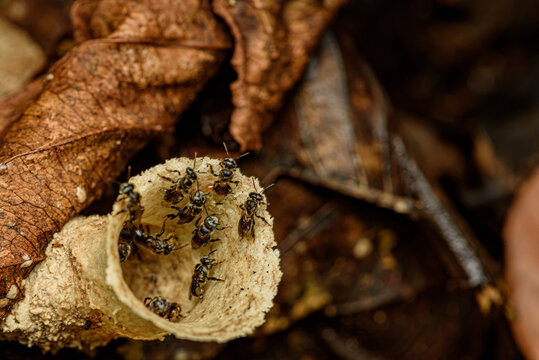 trumpet shaped stingless bee nest entrance with tiny bees in tropical forest