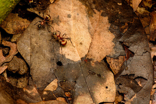 giant spiny trap jaw ants carrying prey on forest