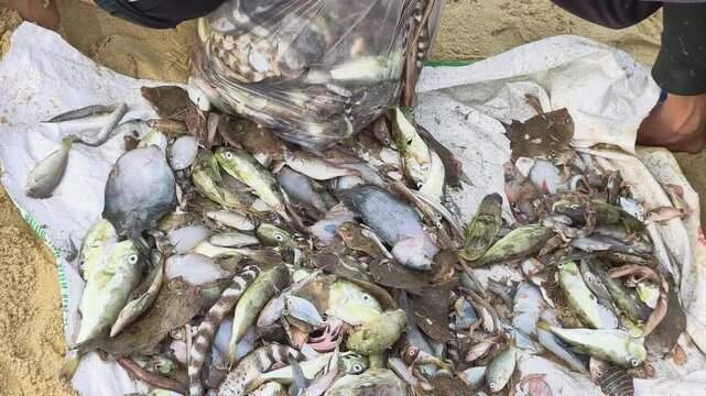 Fishermen sorting a mixed catch of fresh coastal fish and marine species on a white tarp on the sandy beach