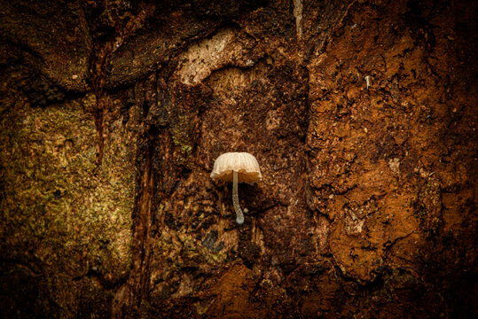 fairy inkcap mushrooms coprinellus disseminatus growing in dense cluster