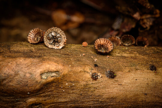 bird's nest fungi with peridioles growing on decaying wood