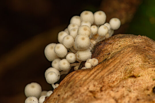 fairy inkcap mushrooms coprinellus disseminatus growing in dense cluster