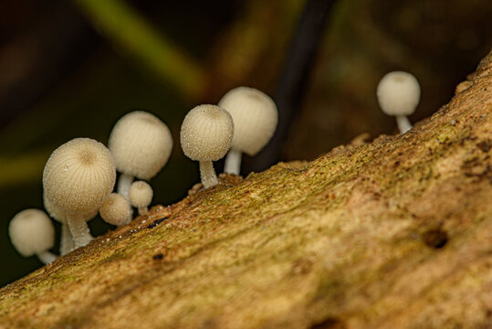 fairy inkcap mushrooms coprinellus disseminatus growing in dense cluster