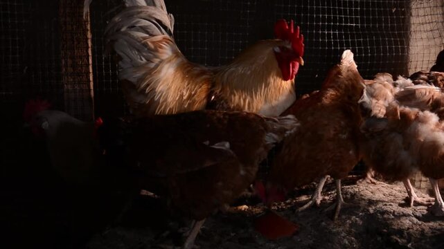 A rooster and several chickens stand in a chicken coop in the morning, with sunlight shining through a window from the side. Ideal for projects about nature, poultry farming, agriculture, and farming.