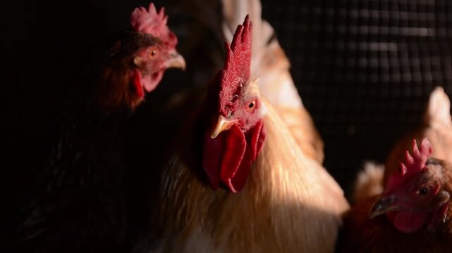 A rooster sits in a chicken coop among other chickens. The rooster's head is in close-up, surrounded by dim lighting with morning sunlight shining from the side. 