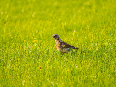 Wood bird Fieldfare, Turdus pilaris, on a sprng lawn.