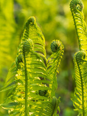 Natural green young ostrich fern or shuttlecock fern © Dmitrii Potashkin